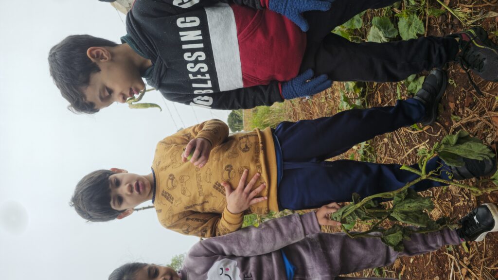Pesquisa de campo: Abóbora