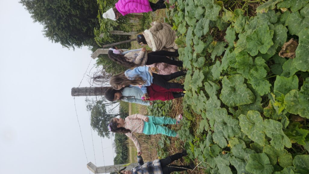 Pesquisa de campo: Abóbora